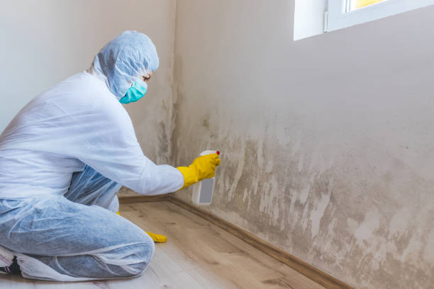 Licensed Mold Testing service in Evans, CO - WQB Mold Removal